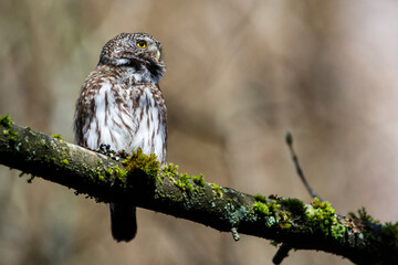 Sperlingskauz (Glaucidium passerinum)