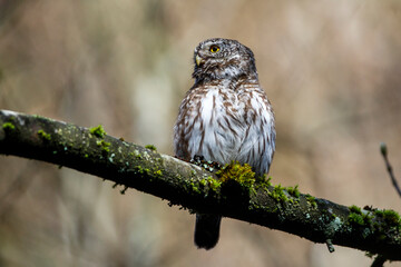Sperlingskauz (Glaucidium passerinum)