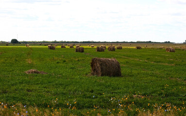 Round straw bales in harvested fields.Beautiful countryside landscape. 