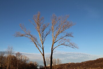 two poplars lit by the winter evening sun