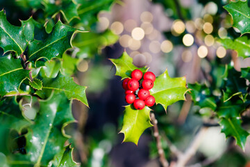 Holly close-up in the forest