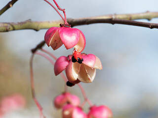 (Euonymus grandiflorus) Spindle tree with mature crimson-pink fruits with black seeds and vivid...