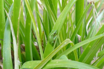 Obraz premium rainette