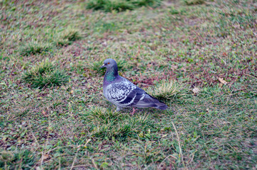 a pigeon walks on the green grass