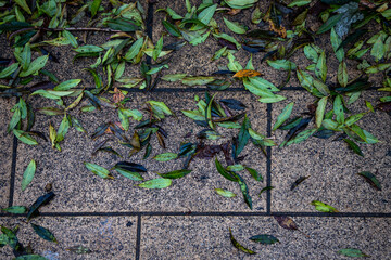 Wet autumn leaves on the sidewalk in the park