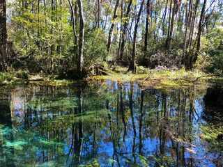 McBride's Slough, a small swamp area near Tallahassee, Florida