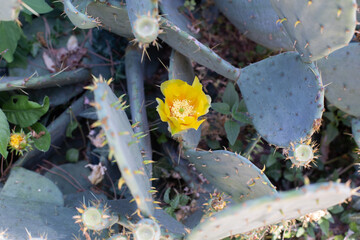 The cactus blooms yellow