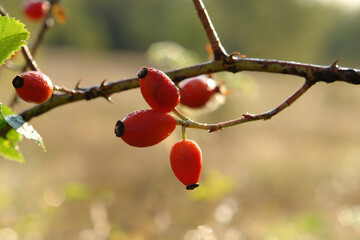 The orange fruits of wild dog rose (Rosa canina) on a branch, natural blurred background. A close up of ripe rose hips in a morning dew