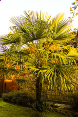 palms palm on green garden