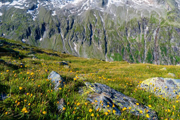 Variety of bright wild flowers in an Alpine meadow in the austria Alps