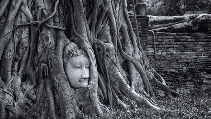 buddha head in Bodhi tree root, Ayutthaya
