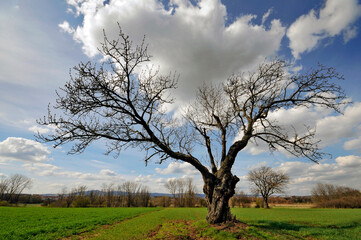 Knorriger Baum im Frühjahr