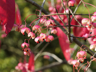 (Euonymus grandiflorus) Spindle tree 'Red wine' with spectacular fall foliage and purplish-red fruits