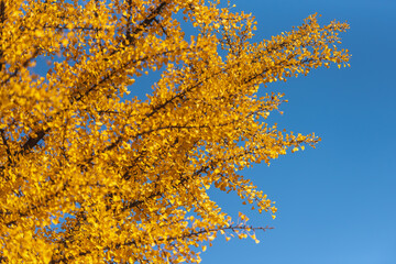 ginko biloba yellow leaves and blue sky
