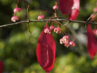 (Euonymus grandiflorus) Spindle tree with mature crimson-pink fruits with black seeds and vivid...