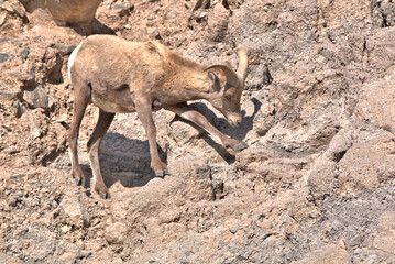 Naklejka na ściany i meble Mature Big Horn Ram making his way across the treacherous mountain slope in the San Juan Mountains in southern Colorado