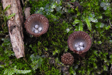 Funghi Gasteromiceti (Cyathus striatus) su muschio verde in Autunno