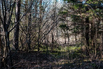 forest bushes in spring sunny day without leaves
