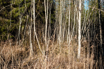 forest bushes in spring sunny day without leaves