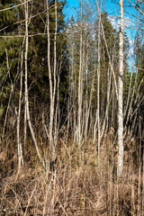 forest bushes in spring sunny day without leaves
