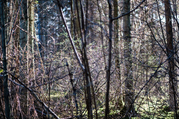 forest bushes in spring sunny day without leaves