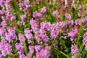 Bruckenthalia Flower , Carpatian Mountains , Romania 