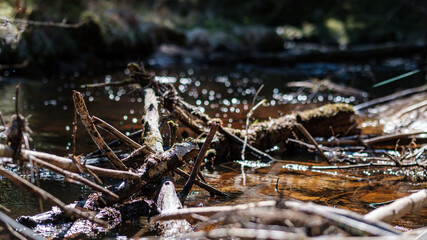 high water spring rinver in woods with brown water and old wooden logs in stream