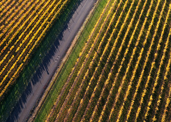 Autumn sunrise views of a vineyard and colorful golden leaves.