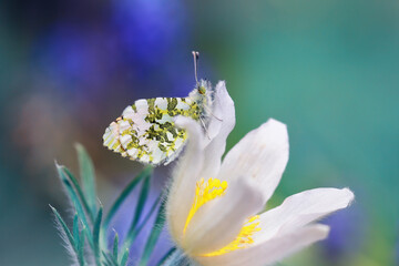 A beautiful butterfly is looking for nectar in flowers.