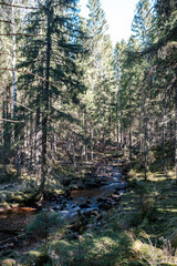 high water spring rinver in woods with brown water and old wooden logs in stream