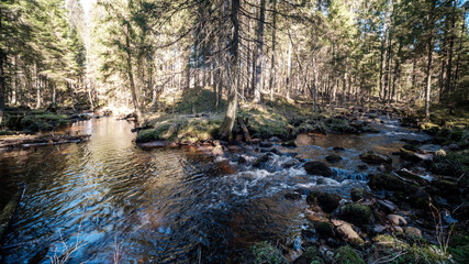 high water spring rinver in woods with brown water and old wooden logs in stream