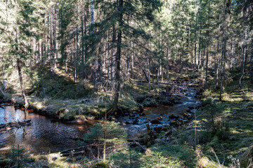 high water spring rinver in woods with brown water and old wooden logs in stream
