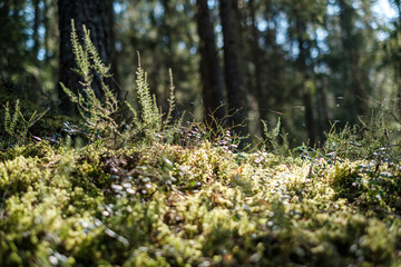 forest moss in sunny day with blur background