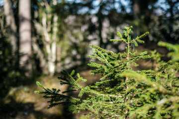 forest moss in sunny day with blur background