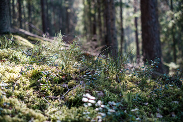 forest moss in sunny day with blur background