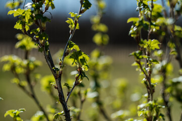 fresh spring leaves on bushes and trees with blooming flowers