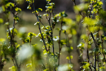 fresh spring leaves on bushes and trees with blooming flowers