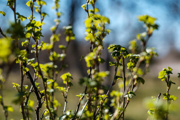 fresh spring leaves on bushes and trees with blooming flowers