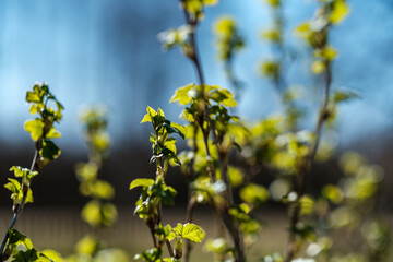 fresh spring leaves on bushes and trees with blooming flowers