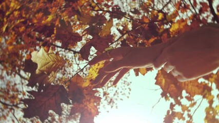 Hands of a young woman on a background of yellow leaves. Hands reach for the leaves Spring, yellow foliage on the trees. The view from the bottom. slow motion frame. dynamic frame. Composition - Powered by Adobe