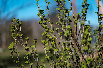 fresh spring leaves on bushes and trees with blooming flowers