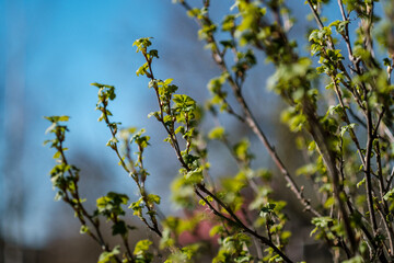 fresh spring leaves on bushes and trees with blooming flowers