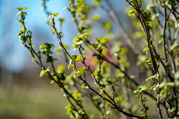 fresh spring leaves on bushes and trees with blooming flowers