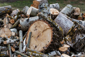 firewood log texture in nature
