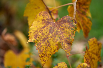 Vine leaf closeup