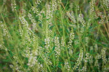 Melilotus albus, honey clover, white melilot, Bokhara clover, white sweet clover, whith an Insect blooming in the meadow. Meadow flowers .