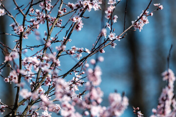 cherry tree blossoms in spring against blue sky