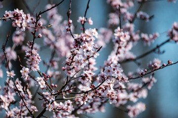 cherry tree blossoms in spring against blue sky