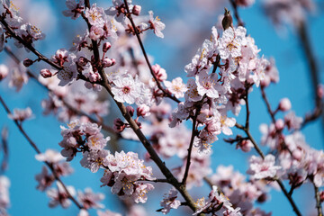 cherry tree blossoms in spring against blue sky