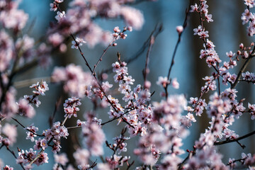 cherry tree blossoms in spring against blue sky
